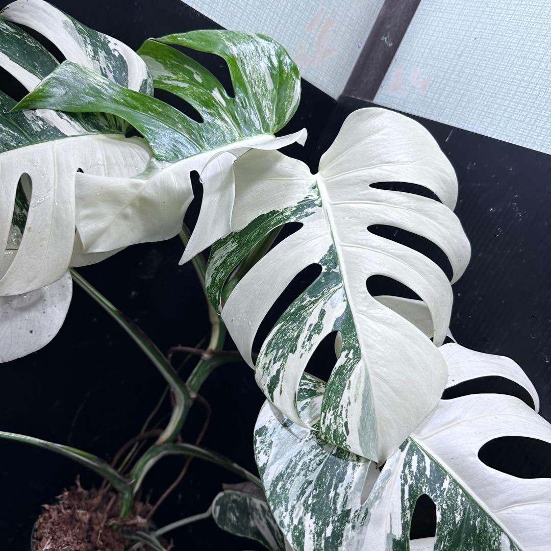 c*f様 斑入りモンステラ ホワイトタイガー極美大株73cm白斑多