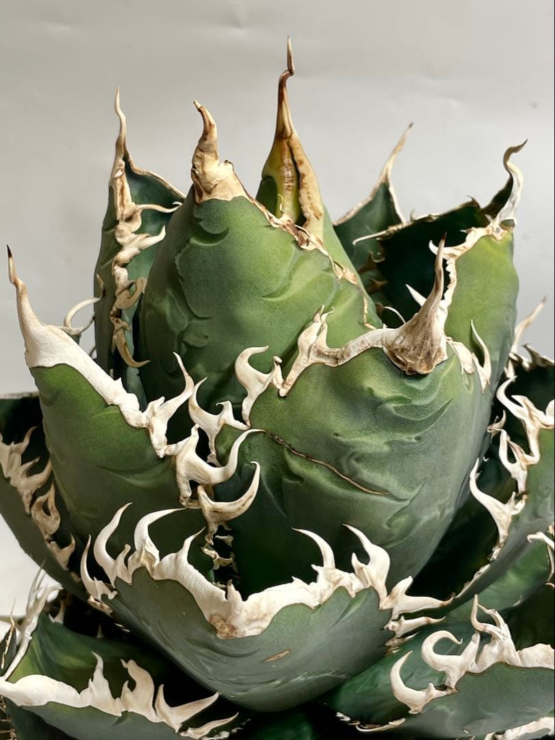 現品 親株 アガベ チタノタ 海王