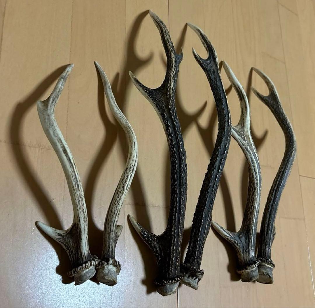 日本鹿　角　三対　6本セット　ニホンジカ　ツノ　まとめ売り　Ｏ