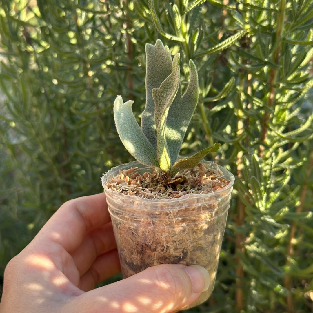 P.willinckii ’Asurada’ Sporeling 09