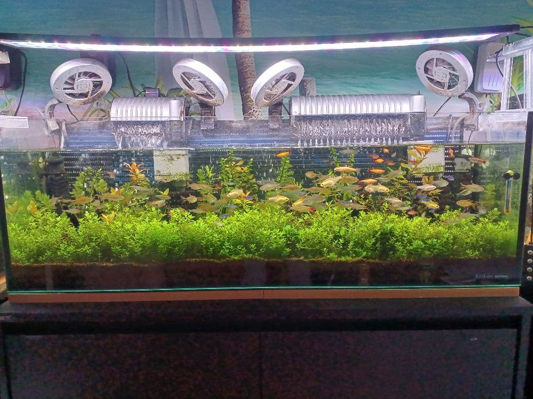 引き取り限定　水槽他　全て