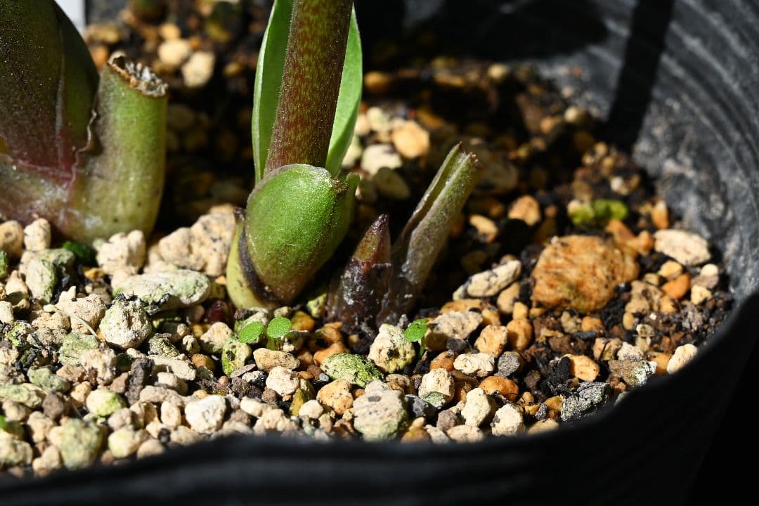 クリスマスローズ　極上！！アンティーク　モーリー　加藤農園