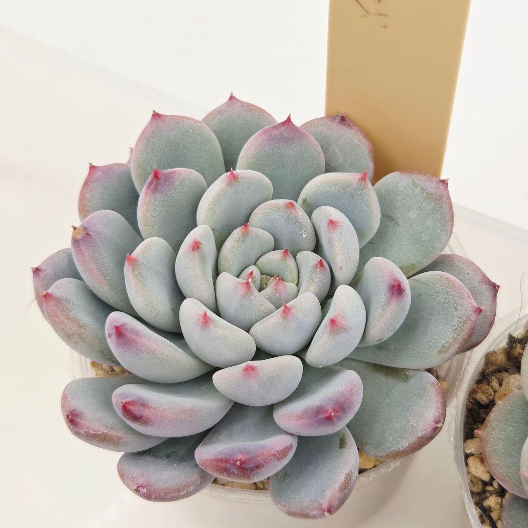 ひかる様 5苗 メルカリ便送料込