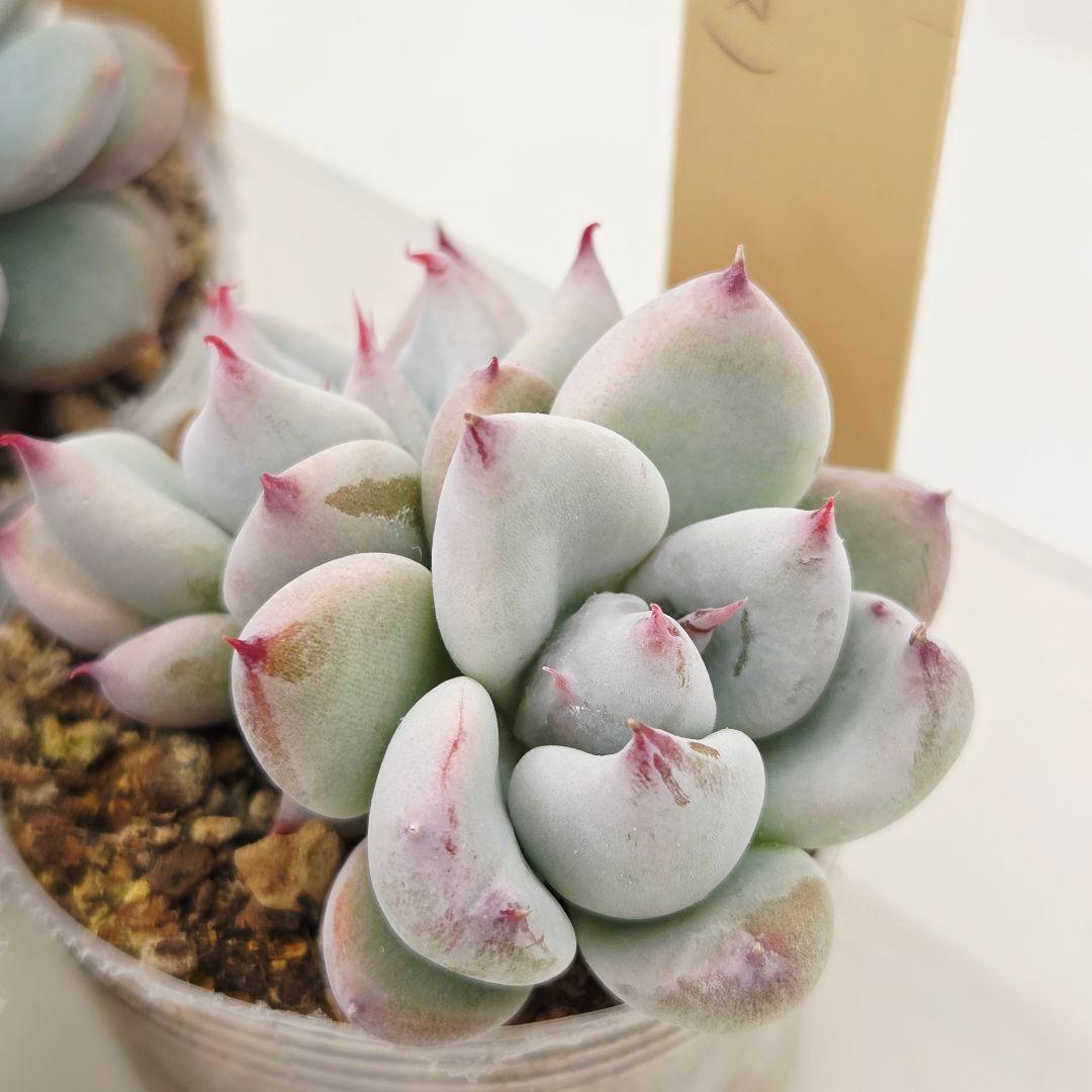 ひかる様 5苗 メルカリ便送料込