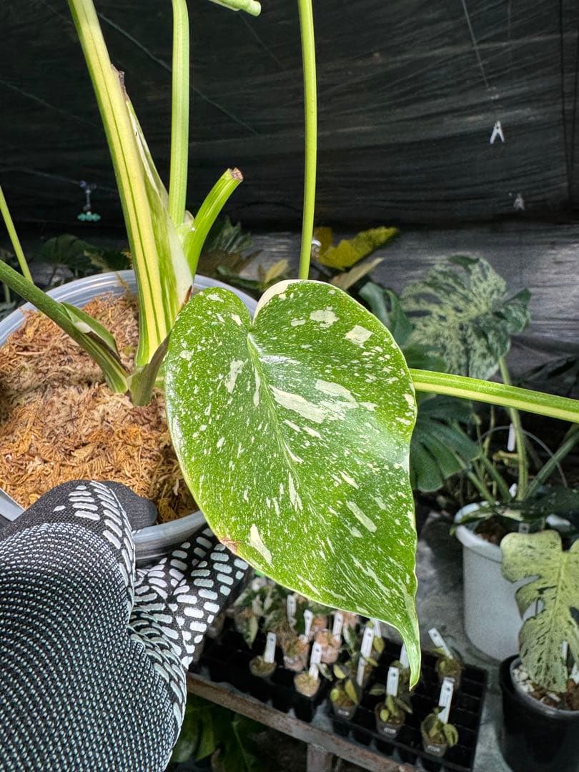 ル*ル様 1モンステラ　タイコンステレーション　スターライト