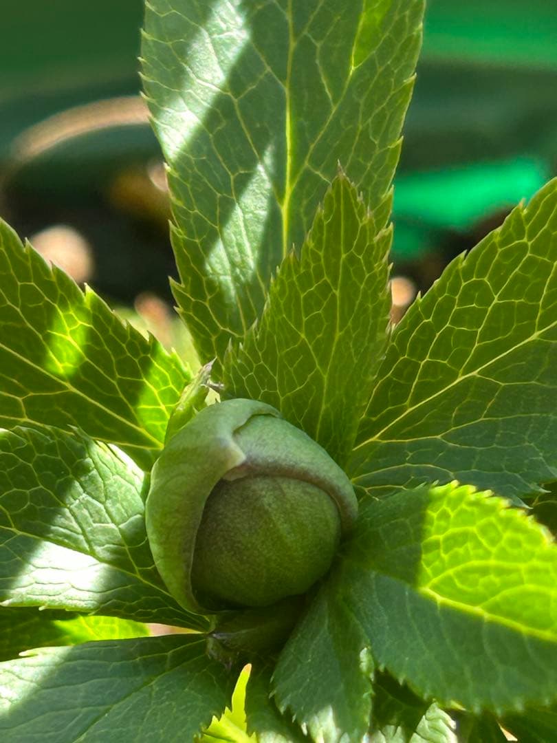 クリスマスローズ　大木ナーサリー　デュメ系　グリーン　白爪　dd 6号苗　蕾5