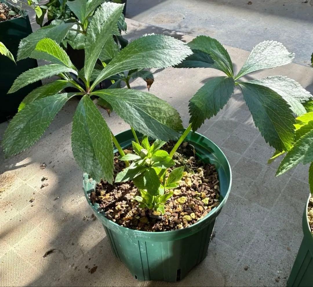 クリスマスローズ　大木ナーサリー　デュメ系　グリーン　白爪　dd 6号苗　蕾5