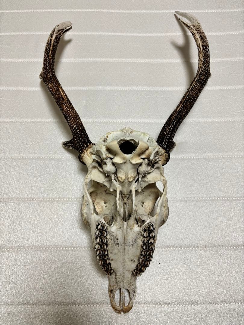 キュウシュウジカの角(頭骨付き)①