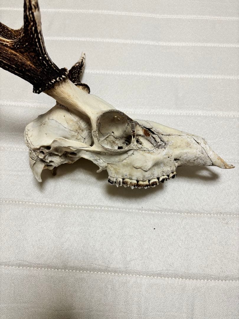 キュウシュウジカの角(頭骨付き)①