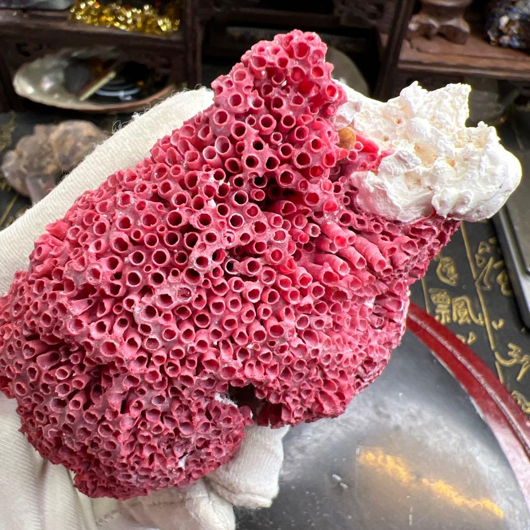 大人気 極希少 エジプト産 管状 赤珊瑚 レッド 原石 鉱物標本