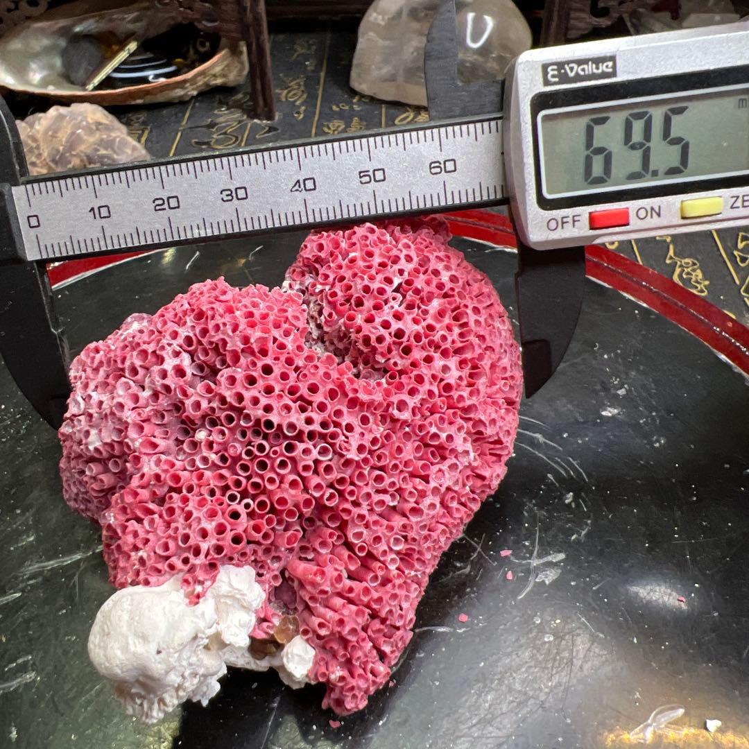 大人気 極希少 エジプト産 管状 赤珊瑚 レッド 原石 鉱物標本