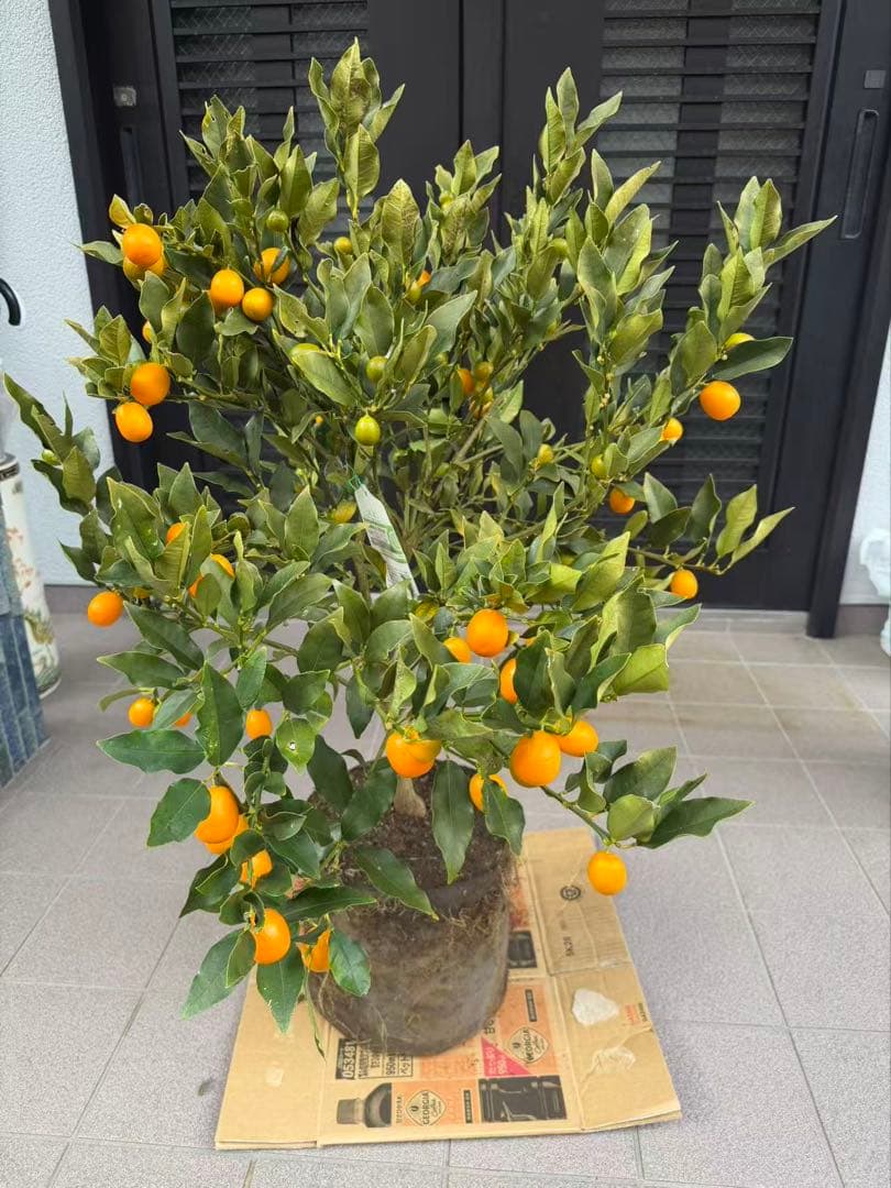 希少金柑ぷちまる 実が沢山付き 特大株 果樹
