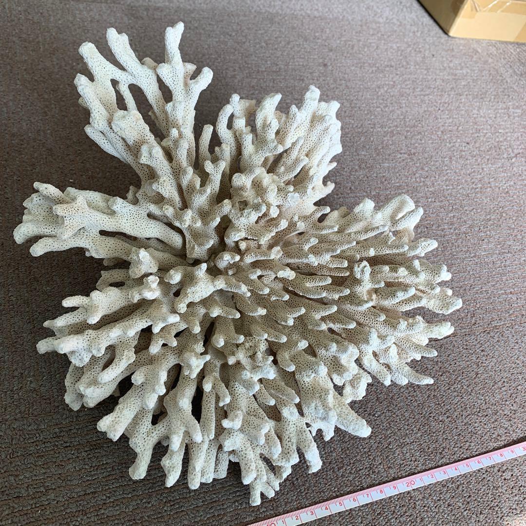 コーラル レイアウト用品 約30cm ホワイト