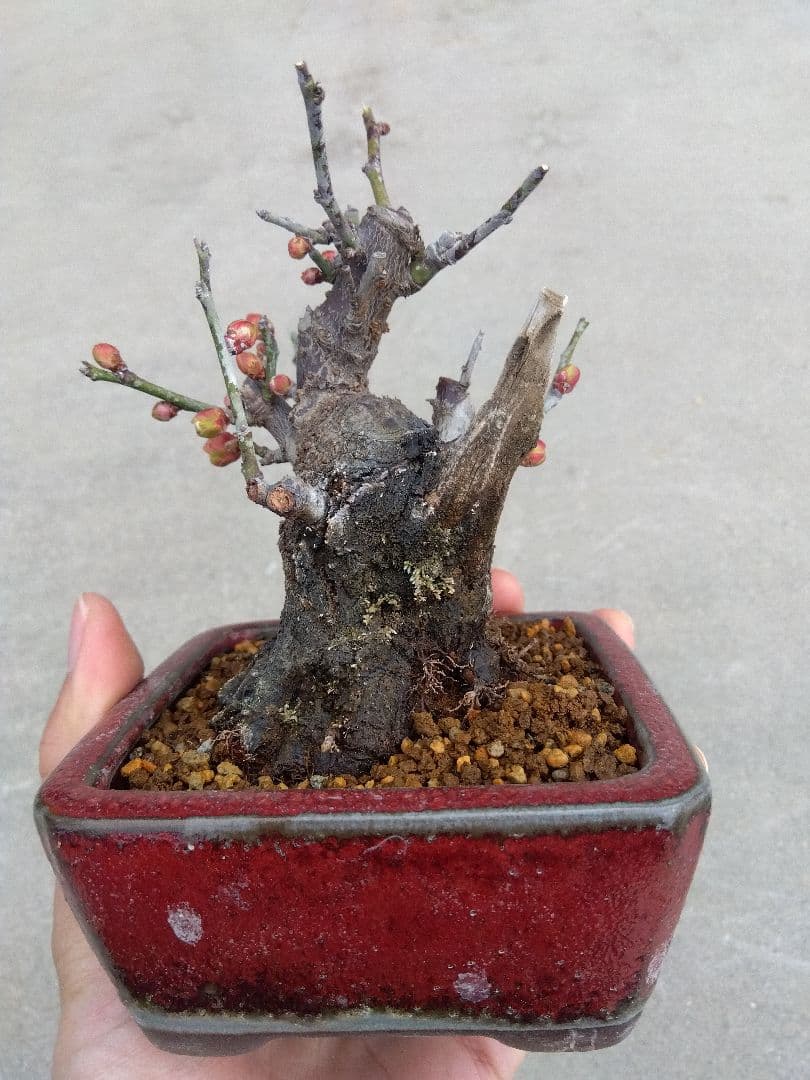 野梅　盆栽　3号陶器鉢つき　コンパクト造り込み個体❗　あ