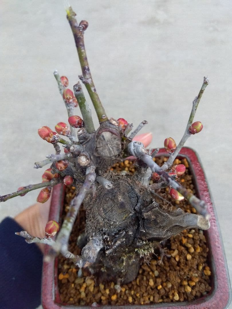 野梅　盆栽　3号陶器鉢つき　コンパクト造り込み個体❗　あ