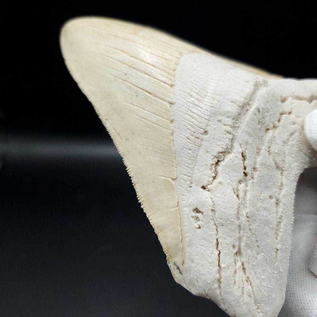 美品 メガロドン 歯 化石 レプリカ 119.96mm  mgr23