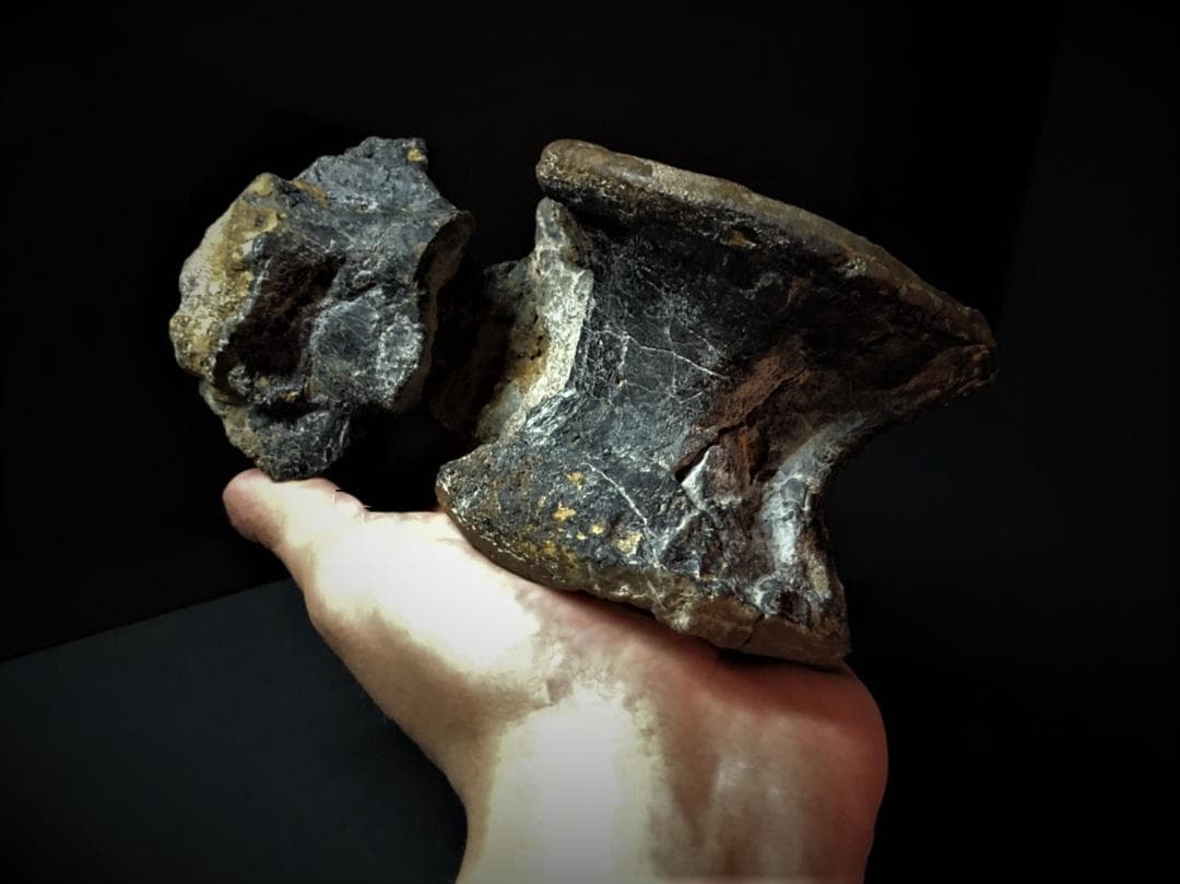 超希少！イギリス産肉食恐竜ネオヴェナトルの脊椎骨！　値段交渉可能