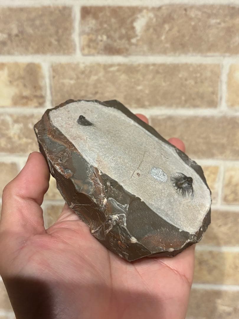 アカンソピゲ　2体　化石　三葉虫