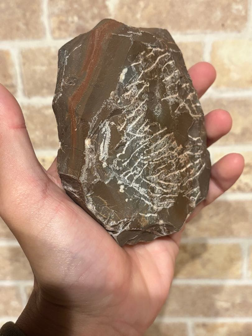 アカンソピゲ　2体　化石　三葉虫