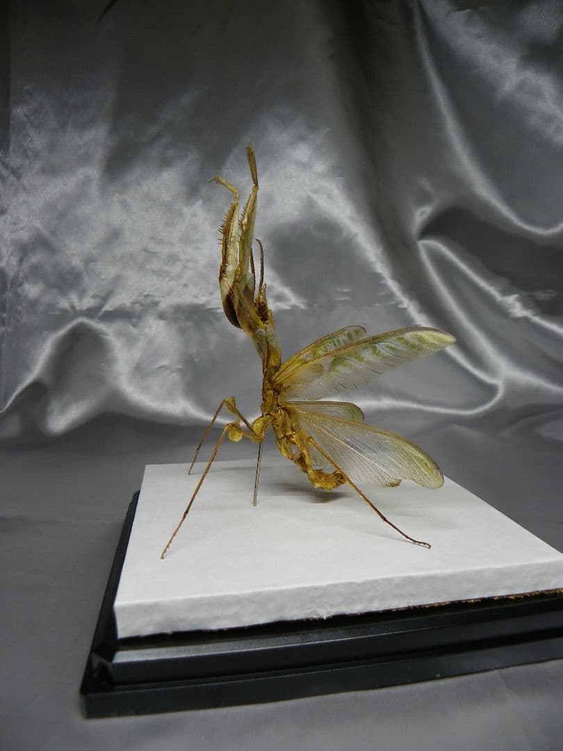 ニセハナマオウカマキリ　雄　立体標本