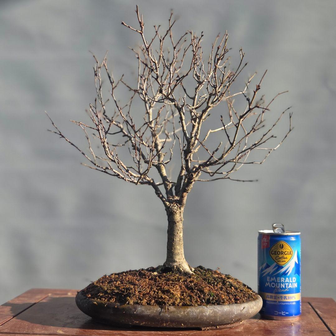 欅:　ケヤキ　[直幹]　貴風盆栽