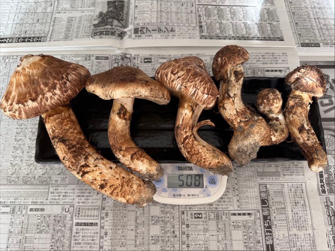 松茸　北海道　500g 訳あり ①