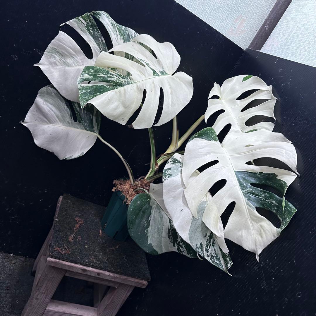 L*）様 斑入りモンステラ ホワイトタイガー極美大株66cm白斑多