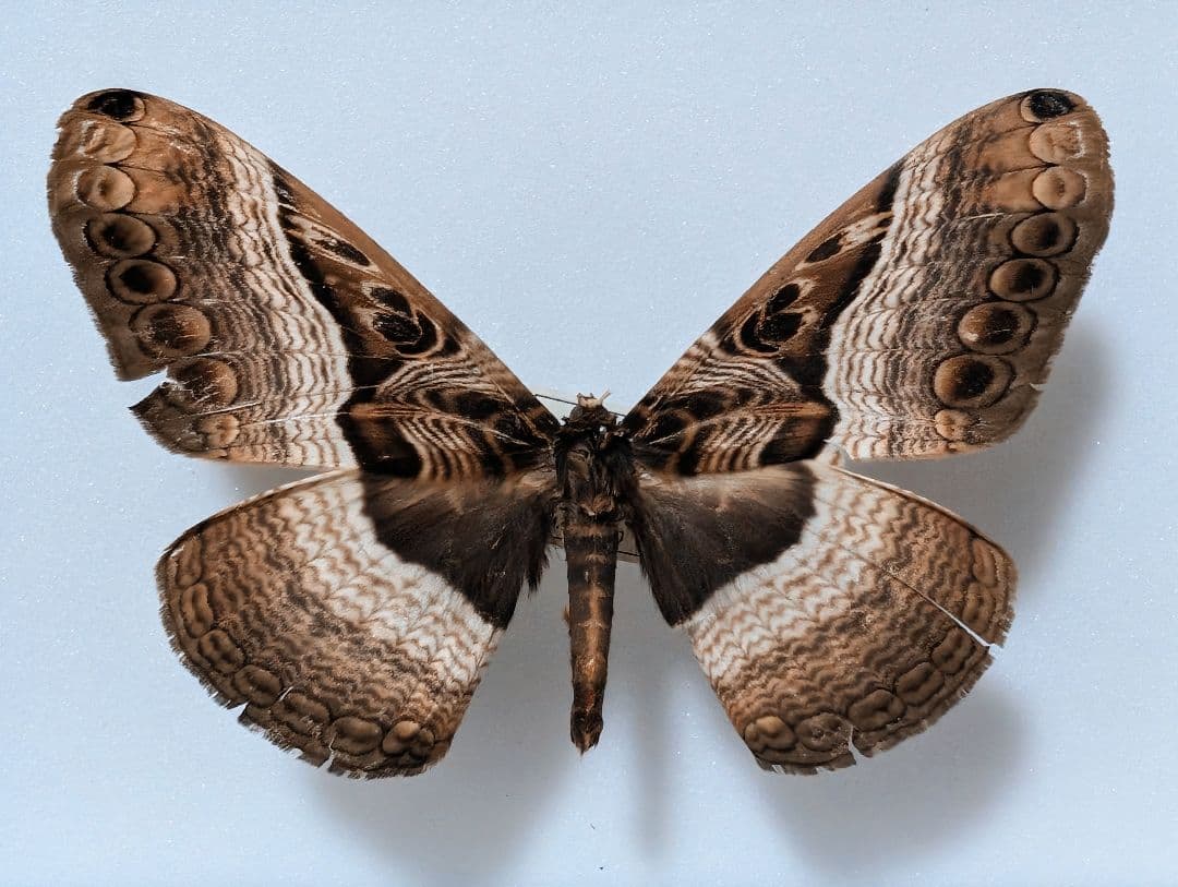 珍種 珍産地 ウィデマンニアフリカイボタ 蛾　標本