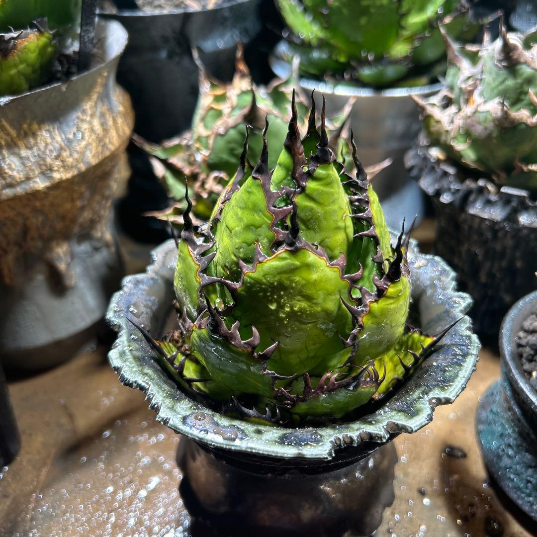 アガベ　陽炎ホリダ　極陽炎　ボールタイプ　ドワーフ　特選S級選抜　鉢植え発送