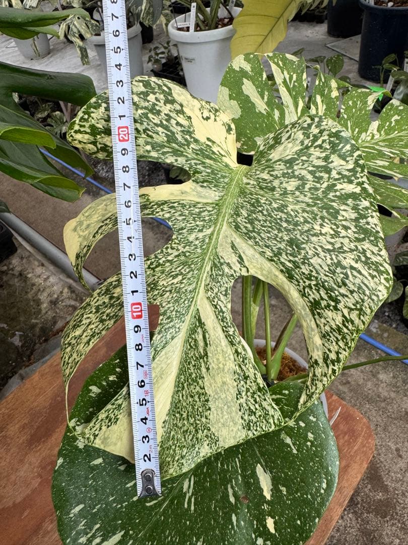 P*ぃ様 2モンステラ　タイコンステレーション　スターライト