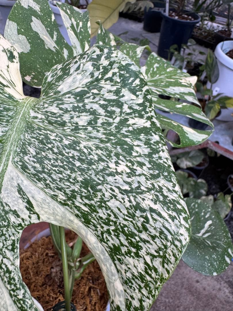 P*ぃ様 2モンステラ　タイコンステレーション　スターライト