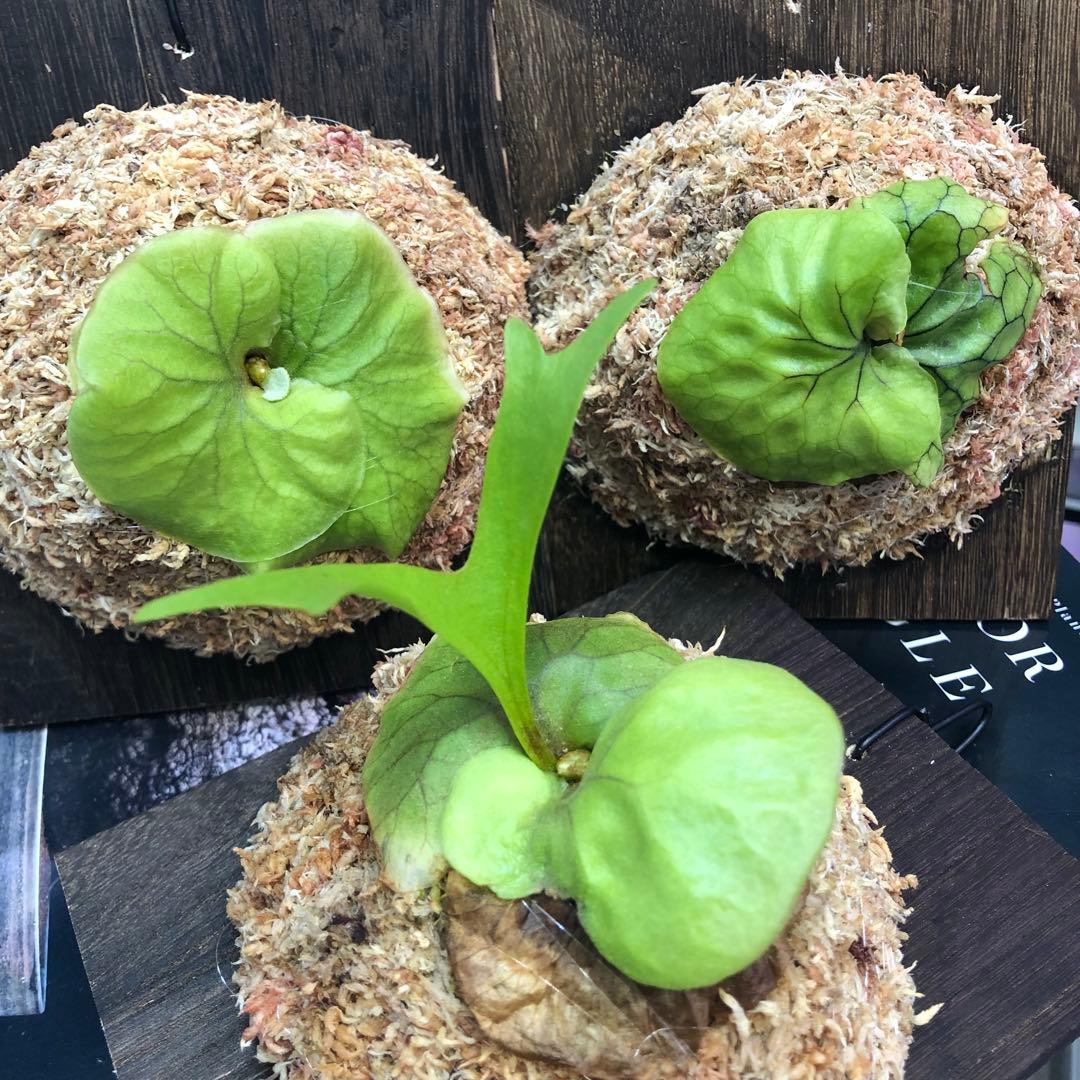 ビカクシダ リドレイ シルベリー マダガスカリエンセ 3株セット 板付け MRD