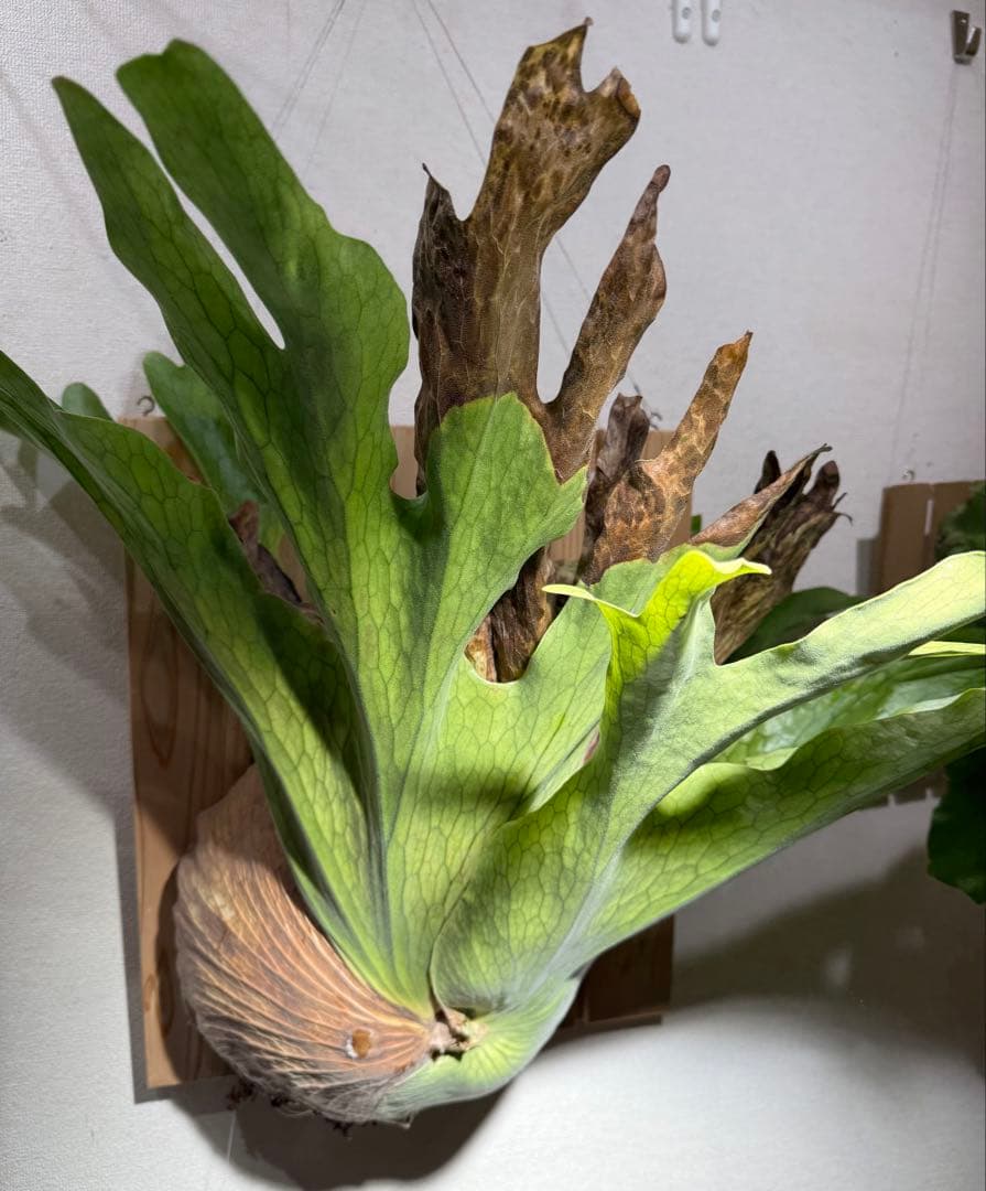 ビカクシダ　ホルタミー　特大株