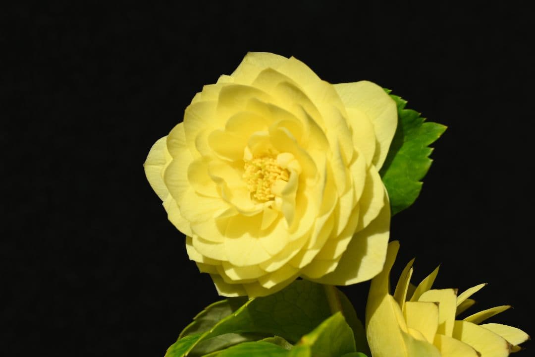 クリスマスローズ　認定アフロディーテゴールド　加藤農園