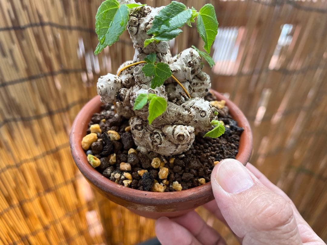 ✨✨✨オキナワイボオオハマボウ【◎良品素材】検/ハート葉♪happyセール♪