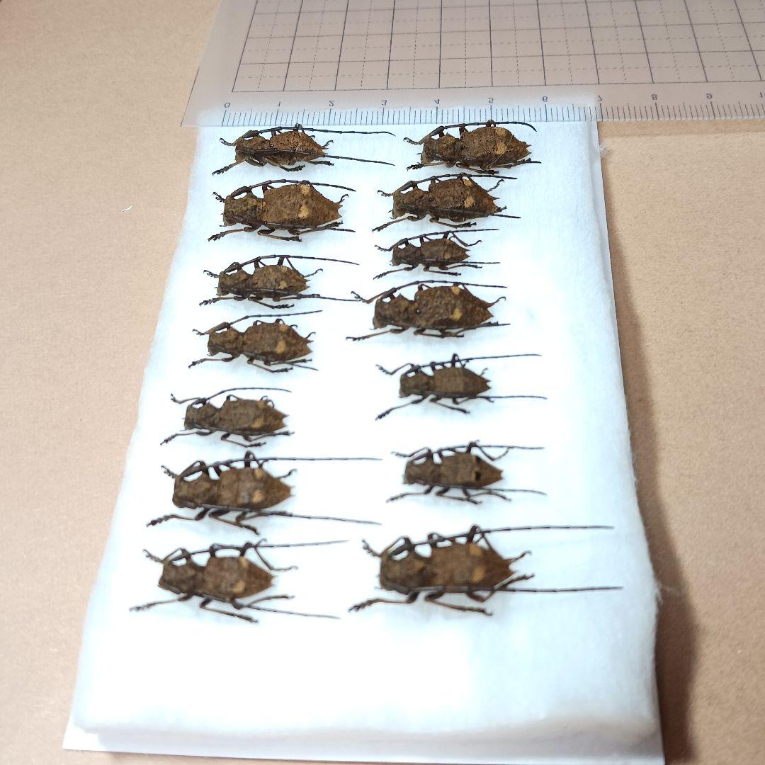 フジータニグチ　ハイブリッドポイント産　7♂7♀