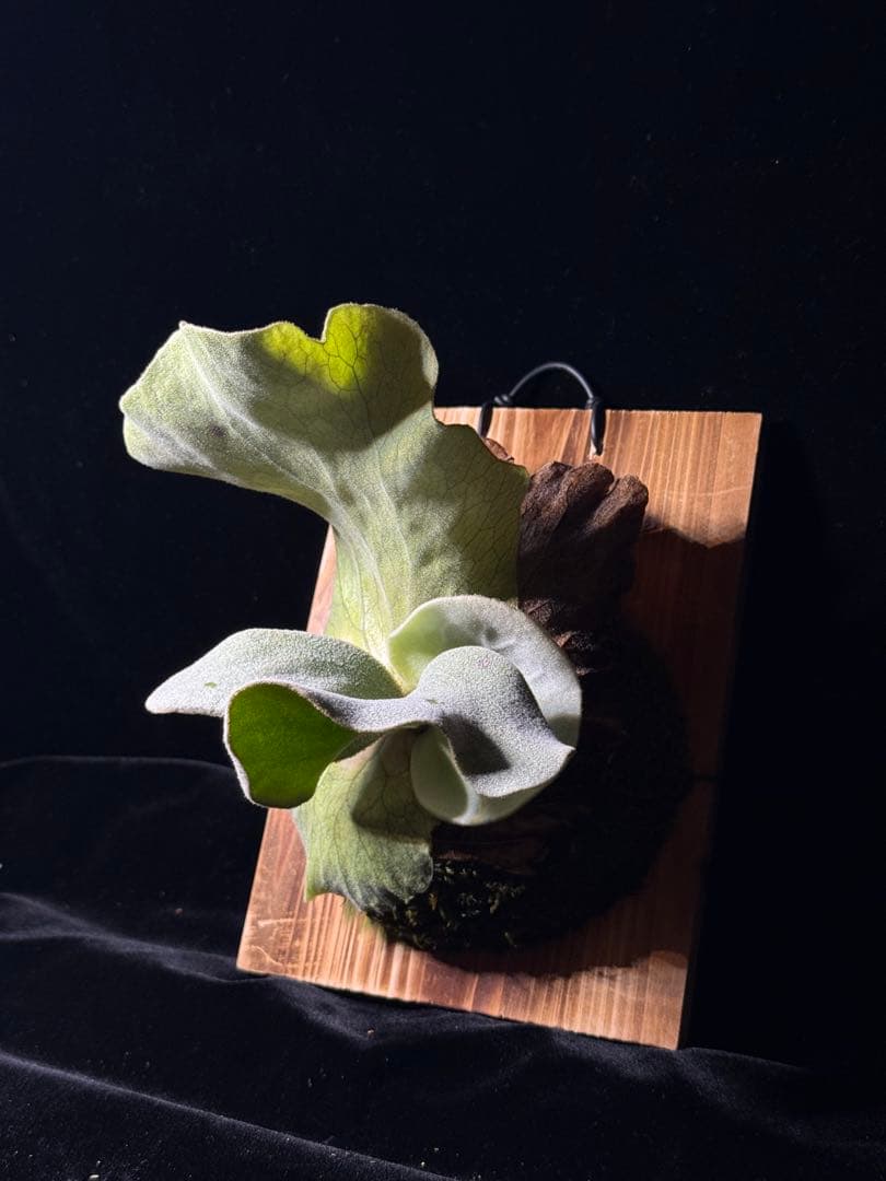 P.antis pup 株分け子株　美株　激白