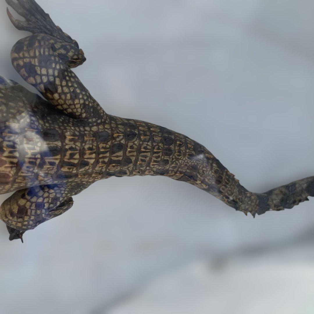 (458)メガネカイマンの幼体と言われる剥製です。