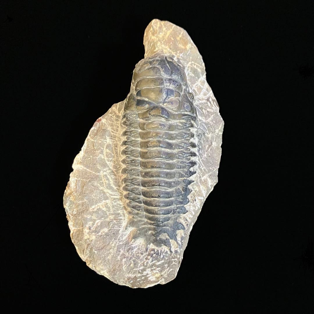 Crotalocephalus gibbus　三葉虫　化石　モロッコ 産