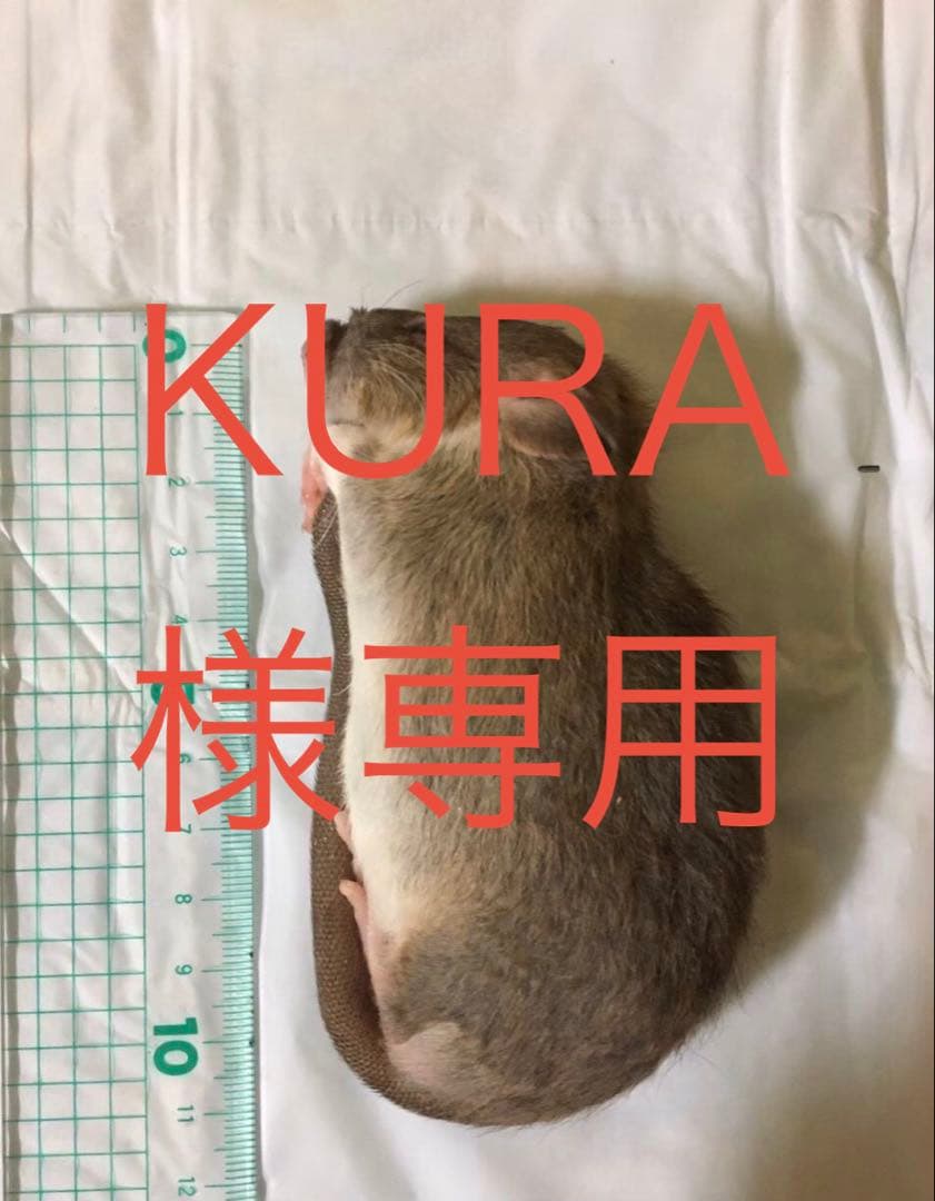 冷凍ML30 M20 ADM10 H10