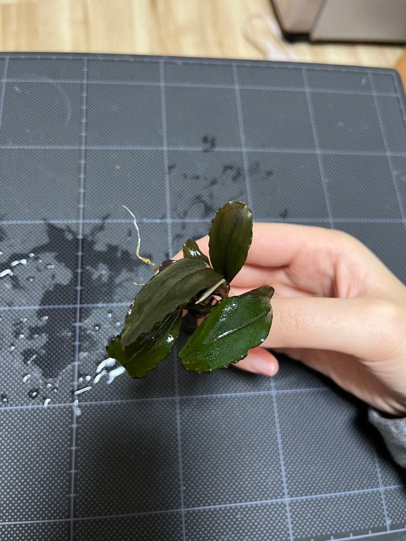 タグ付きBucephalandra sp.\"Posuk\"