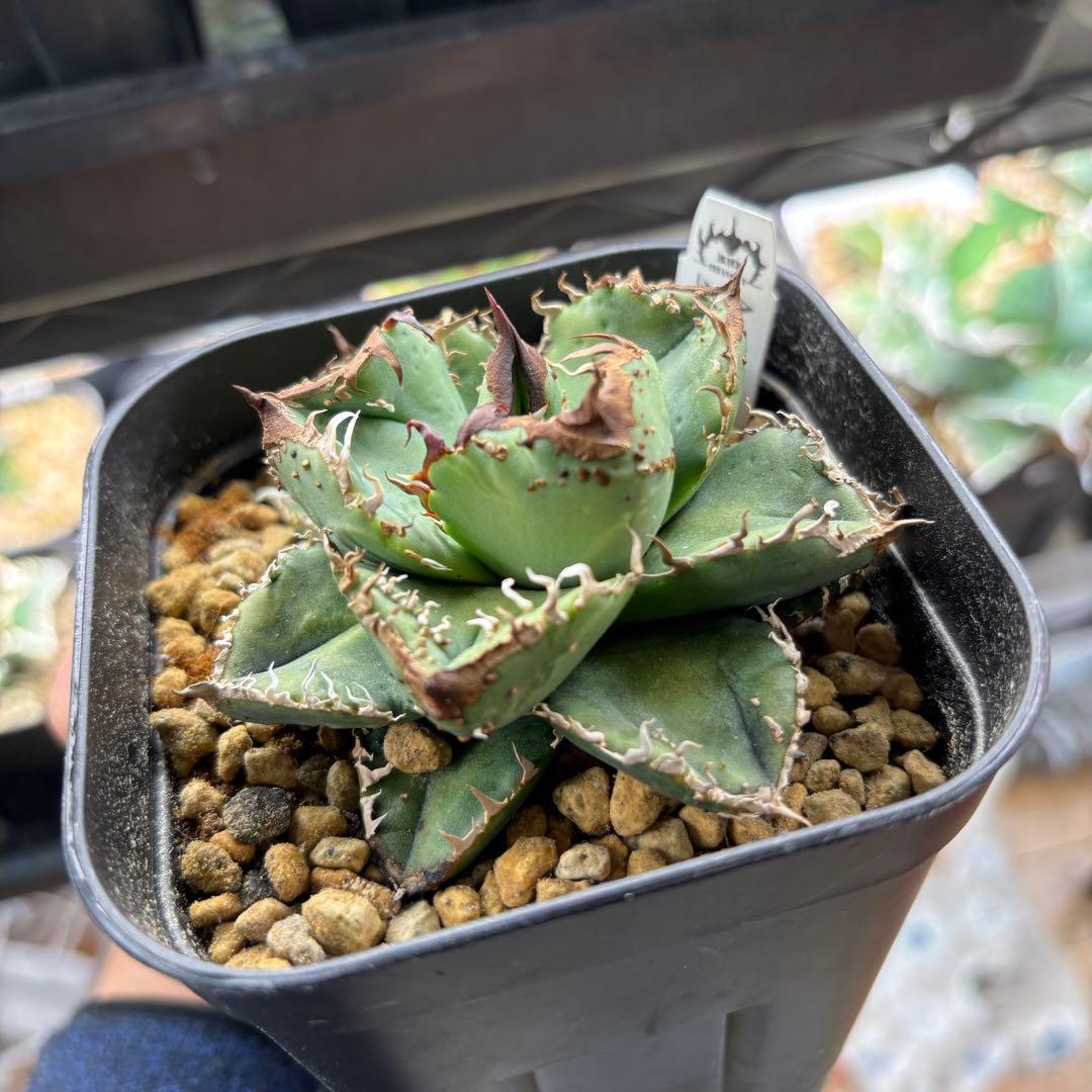 たかまる様確認用ページ