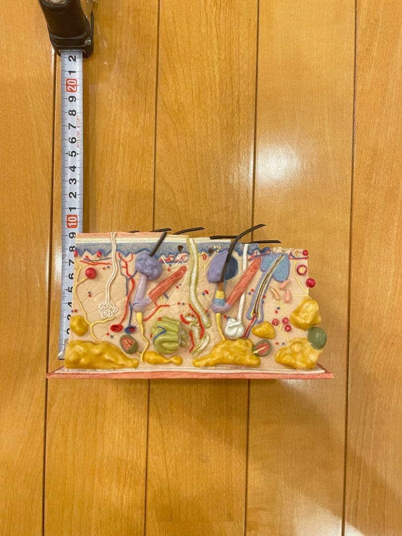 皮膚模型　骨格模型　人体模型　3B Scientific エステ　美容